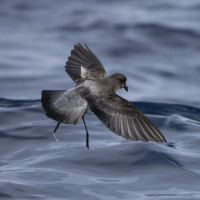 Grey-backed Storm-Petrel